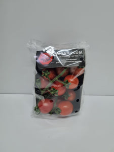 Tomato- Sugar Plum